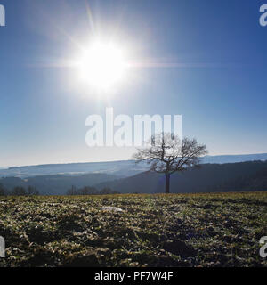 Un arbre solitaire dans un champ avec des collines sur le fond.Auvergne.France Banque D'Images