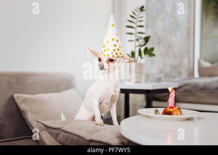 Drôle de petit chien debout près de la table avec le gâteau d'anniversaire Banque D'Images