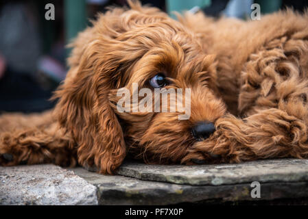 Un jeune chiot cockapoo rouge gisant de détente sur le pavage dans le jardin sur une journée ensoleillée avec un œil regardant d'activités à proximité Banque D'Images