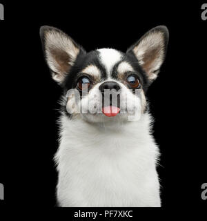 Funny Portrait of Smiling Chihuahua Dog à la caméra en montrant et langue sur fond noir isolé Banque D'Images