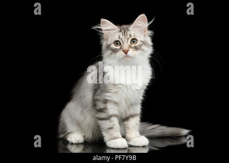 Silver Tabby Chaton Siberien Avec Manteau De Fourrure Et Assis A Cote De Isolees Sur Fond Noir Avec Reflexion Vue Avant Photo Stock Alamy