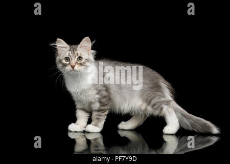 Silver Tabby chaton Sibérien avec manteau de fourrure et permanent à la recherche à côté sur fond noir isolé avec réflexion Banque D'Images