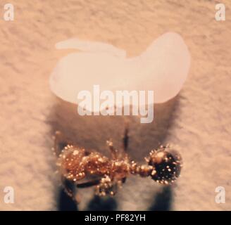 Vue dorsale d'un travailleur fourmi de feu (Solenopsis saevissima), 1965. Image courtoisie Centres for Disease Control (CDC) / Margaret Parsons / offert par John Ridley, Ministère de l'Agriculture, de l'Agriculture, Place du Capitole, Atlanta, Géorgie. () Banque D'Images