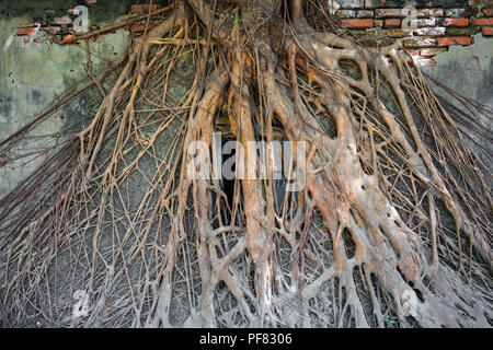 Mur et fenêtre couverte par Banyan Tree roots dans treehouse dans le district de Tainan Anping Taïwan : poster apocalytic building concept d'arrière-plan Banque D'Images