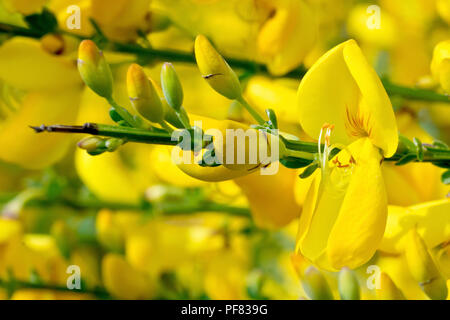 À balais (Cytisus scoparius), close up d'un des branches fleuries. Banque D'Images