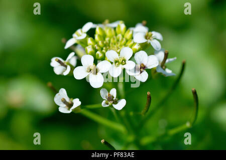 Cresson de fontaine (Nasturtium officinale), close up d'un seul capitule avec les coupelles de semences. Banque D'Images