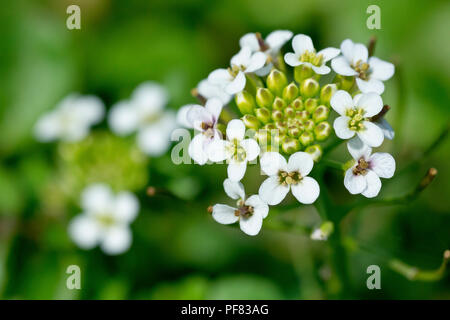 Cresson de fontaine (Nasturtium officinale), close up d'un seul capitule avec un autre dans l'arrière-plan. Banque D'Images