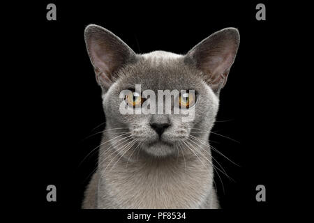 Portrait de l'adorable chat birman bleu avec des yeux inhabituelle isolé sur fond noir, front view Banque D'Images