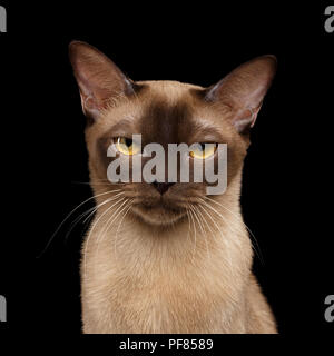 Portrait de Grincheux Brown Cat birman en regard caméra isolé sur fond noir, front view Banque D'Images