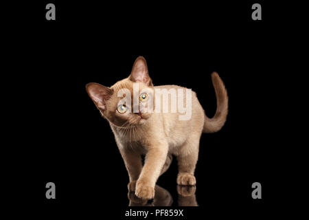 Chaton birman ludique avec fourrure beige sur fond noir isolé et Marche jusqu'à la curiosité avec intérêt Banque D'Images