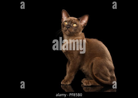 Peu de Birmanie Kitty assis et montrer sa fourrure chocolat brillant, calmement, jusqu'à fond noir isolé, Side view Banque D'Images