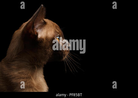 Profil des jeunes Gros plan Birmanie Kitty isolées sur fond noir, Side view Banque D'Images