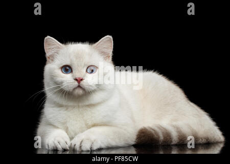 La race de chat adorable couleur blanc avec des yeux bleu magique, isolé sur fond noir avec reflet Banque D'Images