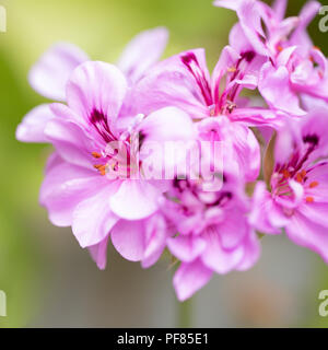 Rayé rose pelargonium, geranium Banque D'Images