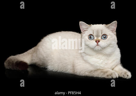 La race de chat mignon, couleur beige avec des yeux bleus, le mensonge et l'air curieux isolé sur fond noir, side view Banque D'Images