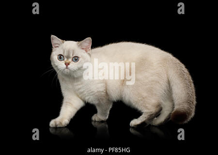 La Race De Chat Couleur Beige Avec Des Yeux Bleus Marcher Sur Fond Noir Isole Side View Photo Stock Alamy