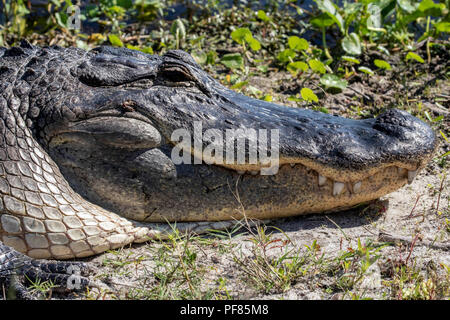 Alligator énorme dans un state park en Floride Banque D'Images