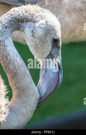 Flamant rose juvénile - Phoenicopterus roseus - spécimen en captivité Banque D'Images