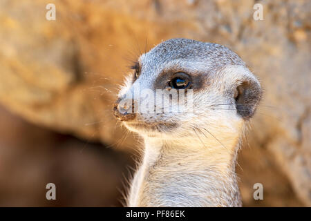 - Suricates Suricata suricatta spécimen captif(s) Banque D'Images