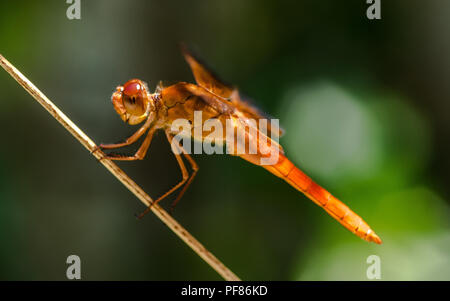 Un big red dragon fly reposant sur un roseau avec de grands yeux composés Banque D'Images