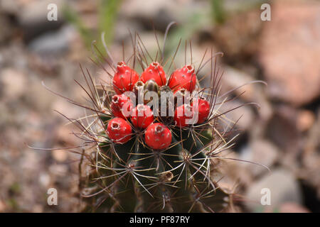 Mammillaria thornberi cactus. Banque D'Images