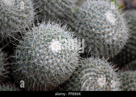 Mammillaria geminispina cactus. Banque D'Images