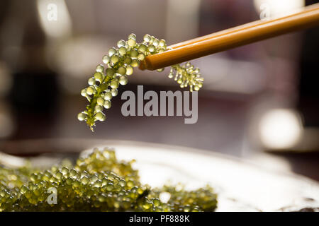 Baguettes avec Umi-budou algues ou raisin de mer caviar vert ( ) les algues alimentaires Banque D'Images