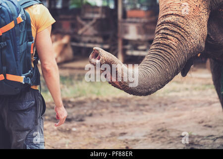 Éléphants en Thaïlande Banque D'Images