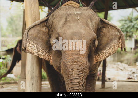 Triste l'éléphant au zoo de Chiang Mai Banque D'Images