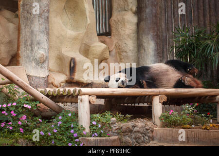 Panda dans Chiang Mai Zoo, Thaïlande Banque D'Images