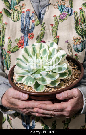 Echeveria 'Compton Carousel' - Variété de poules et de poussins est une plante succulente qui forme des touffes attrayants, Variegated - poules et poussins est une plante succulente qui forme des touffes attrayants, vu à Southport Flower Show 2018 Banque D'Images