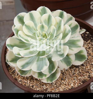 Echevia 'Compton Carousel' - les poules et les poussins sont une plante succulente qui forme des touffes attrayantes, - les poules et les poussins Variegated sont une plante succulente qui forme des touffes attrayantes, les plantes d'intérieur vues au salon des fleurs de Southport 2018 Banque D'Images