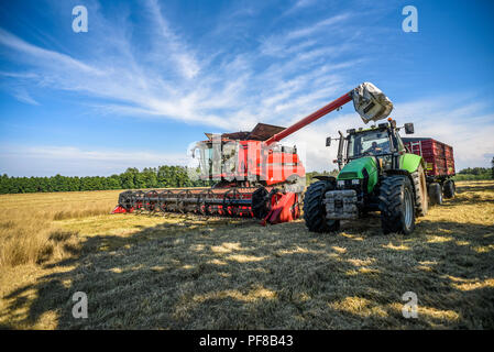 La récolteuse sur le terrain au cours de la récolte, l'été en Pologne. Banque D'Images