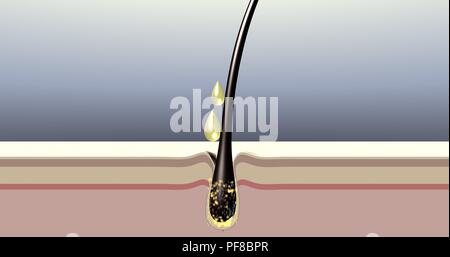 L'huile nutrition intense de follicule de cheveux. Action des produits de soins capillaires. Rendu 3d illustration. Banque D'Images