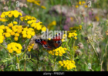 Papillon paon sur un fleurs jaune vif de tanaisie sur un magnifique arrière-plan flou Banque D'Images