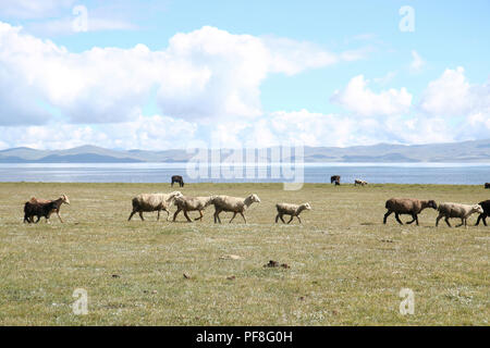 Les yourtes et les chevaux sur le lac Song Kul au Kirghizstan Banque D'Images