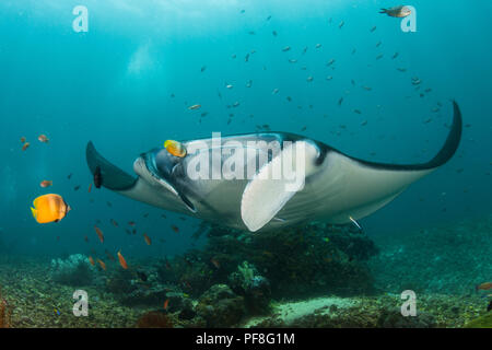 Un récif Manta Ray obtenir nettoyé par médiocre & cleaner wrasse sur une "station de nettoyage" dans le Parc National de Komodo, Indonésie Banque D'Images