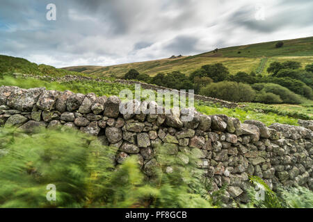 Les murs d'un mur en pierre sèche traditionnels moutons pinfold dans le Harthope Valley, Parc National de Northumberland, en Angleterre. OS REF : 953225 NT Banque D'Images