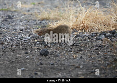 Javan mongoose (Herpestes javanicus) Big Island Hawaii Banque D'Images