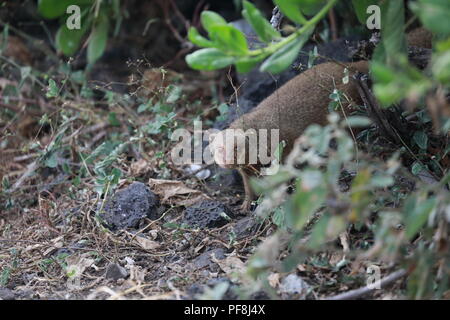 Javan mongoose (Herpestes javanicus) Big Island Hawaii Banque D'Images
