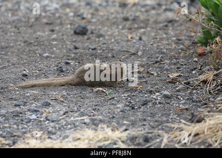 Javan mongoose (Herpestes javanicus) Big Island Hawaii Banque D'Images