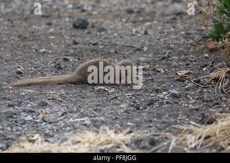 Javan mongoose (Herpestes javanicus) Big Island Hawaii Banque D'Images