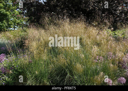 STIPA GIGANTEA. FEATHER GRASS. L'herbe de l'aiguille. Graminées. Banque D'Images