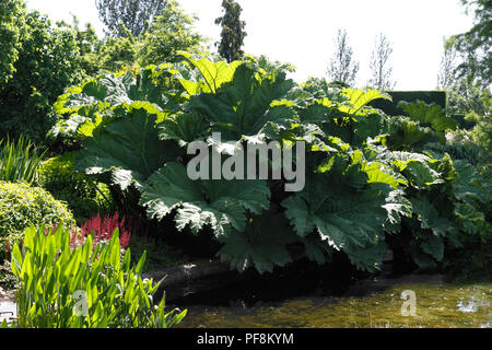 GUNNERA MANICATA Banque D'Images