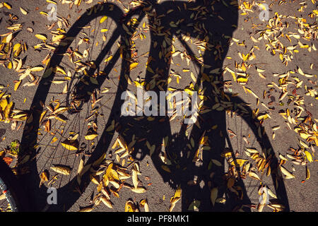 L'ombre d'un cycliste et vélo sur la route avec les feuilles d'automne. Banque D'Images
