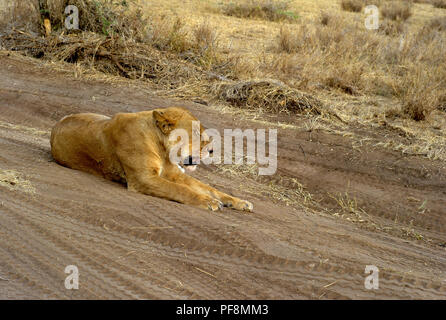 Lion Au Repos Dans Le Parc National Du Serengeti, Tanzanie, Lioness Allongé Sur Le Sol Banque D'Images