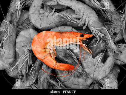 Crevettes fraîches cuites à la vapeur, fond de crevettes, de fruits de mer des aliments sains, de couleur sur noir et blanc, mise à plat, vue du dessus, l'art abstrait. Banque D'Images