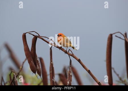 Sicalis flaveola finch (safran) Big Island Hawaii Banque D'Images