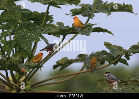 Sicalis flaveola finch (safran) Big Island Hawaii Banque D'Images