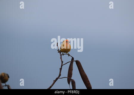 Sicalis flaveola finch (safran) Big Island Hawaii Banque D'Images